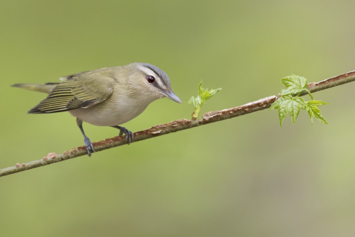 Red-eyed Vireo - ML627995844