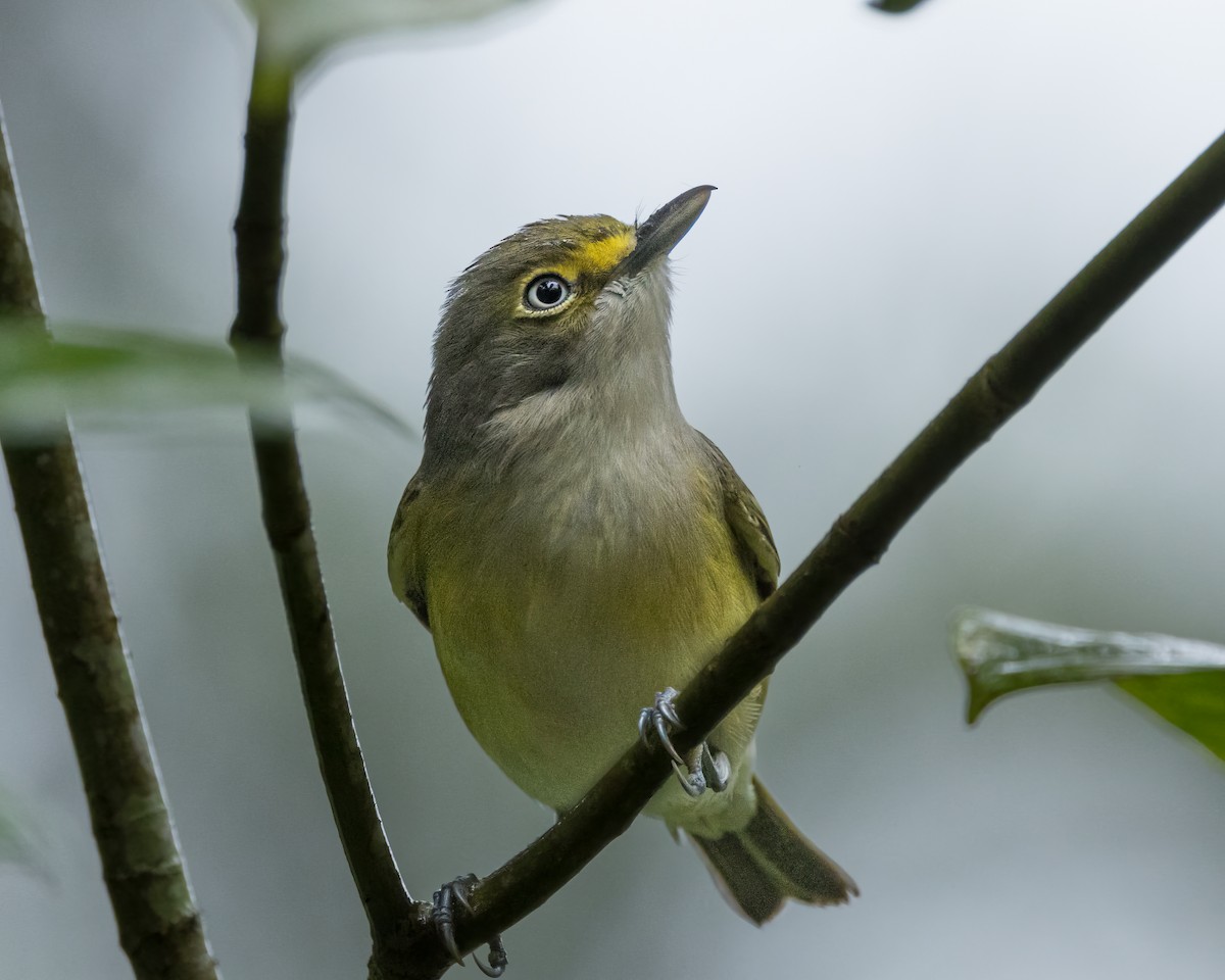 White-eyed Vireo - ML627995845