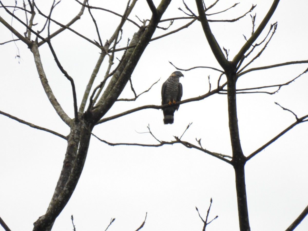 Hook-billed Kite - ML627995859