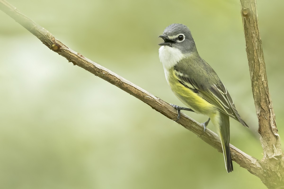 Blue-headed Vireo - ML627995921