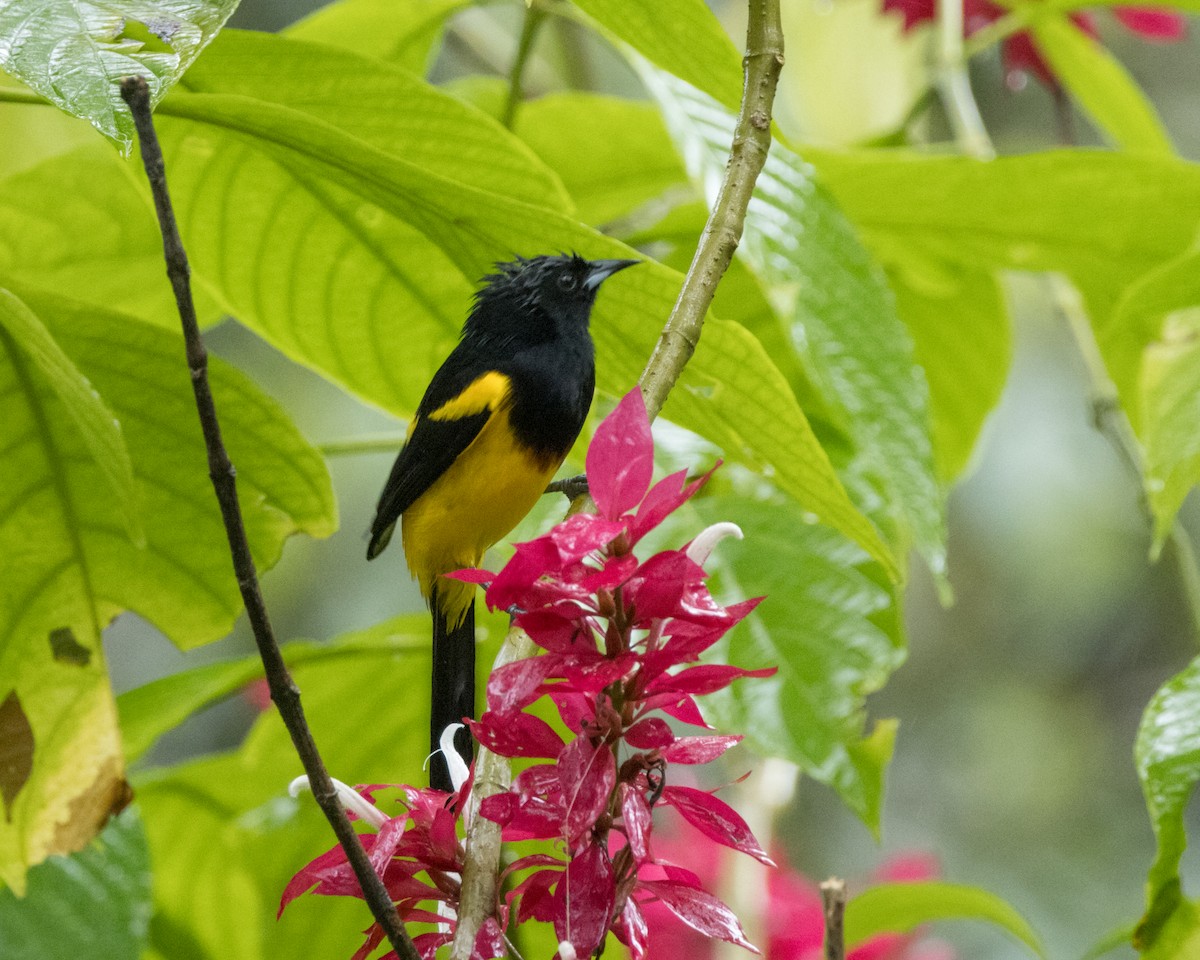 Black-cowled Oriole - ML627995931