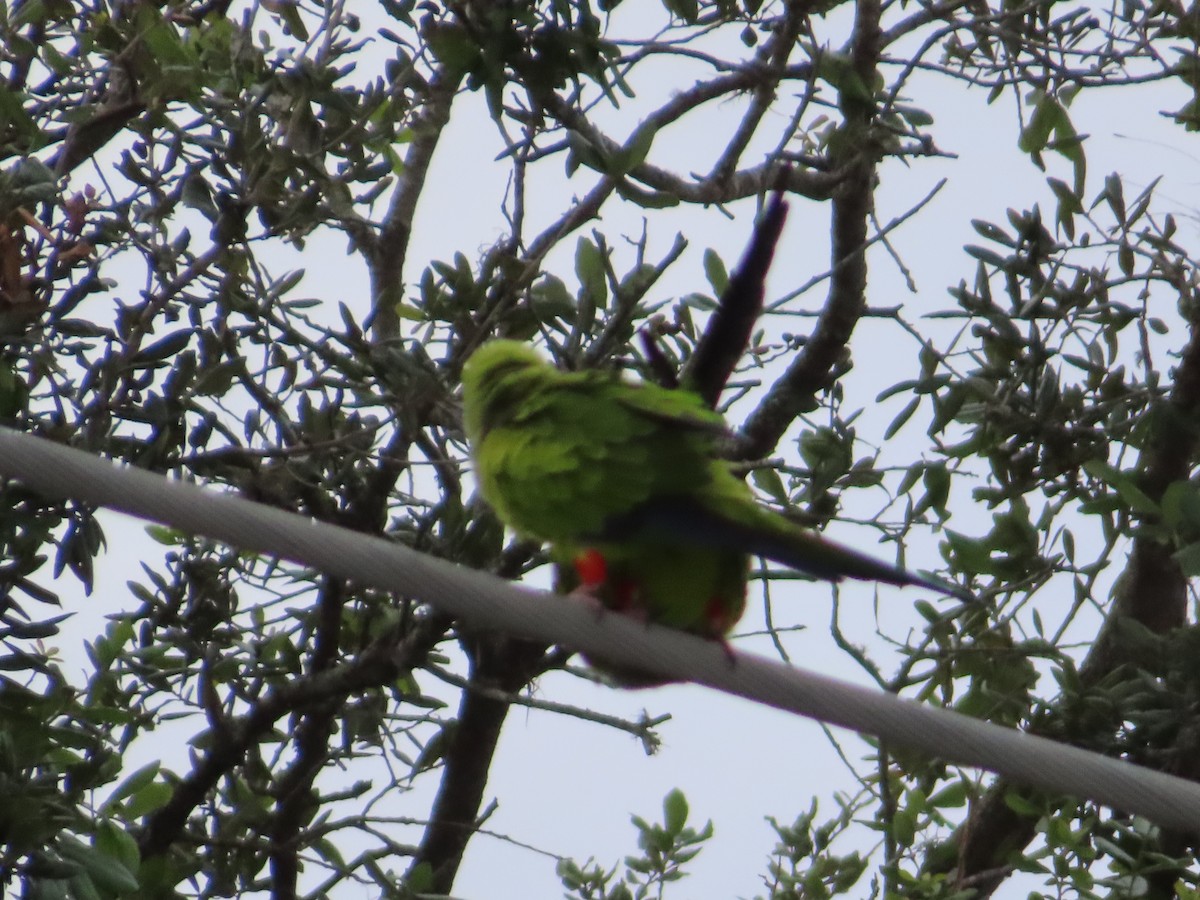 Nanday Parakeet - ML627995932