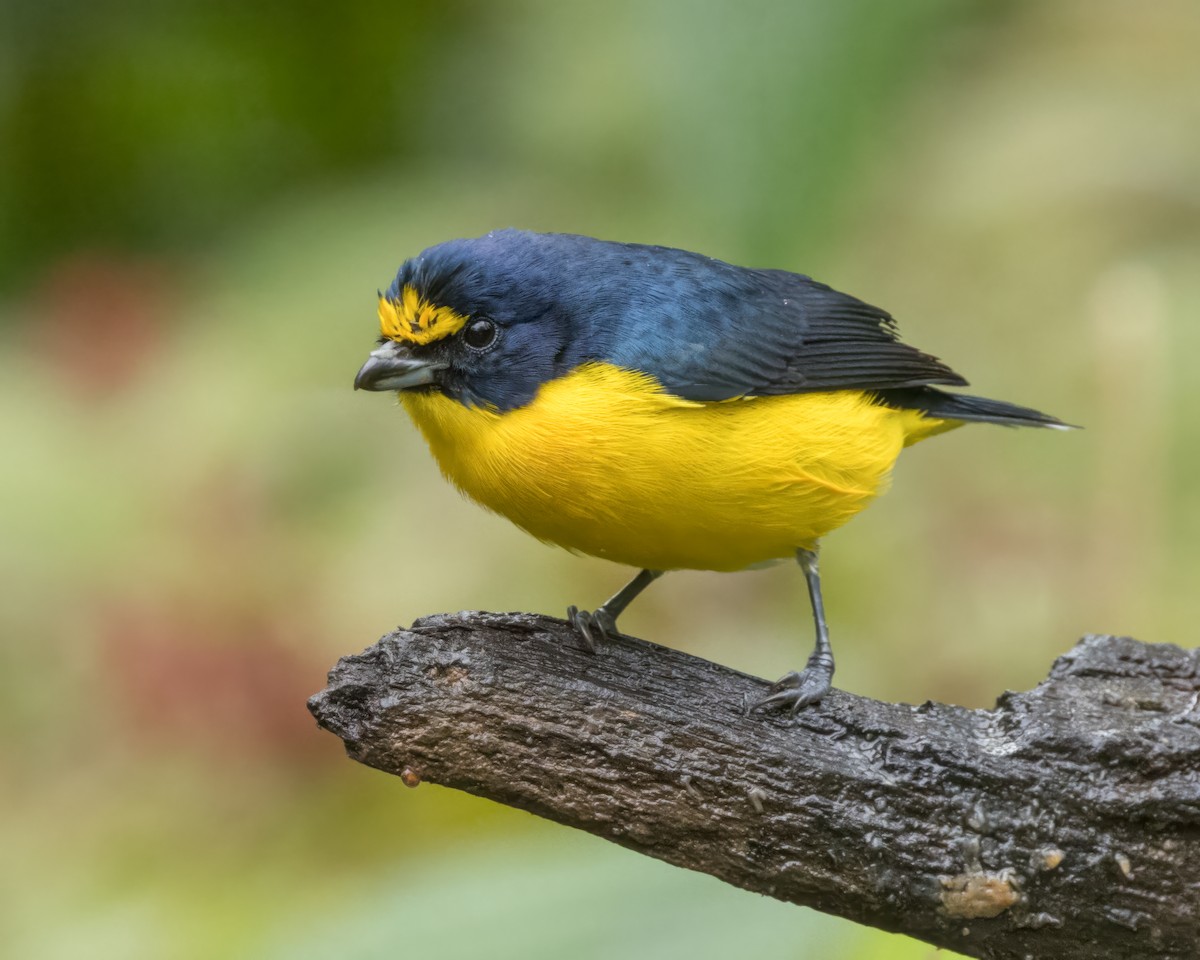 Yellow-throated Euphonia - ML627995933