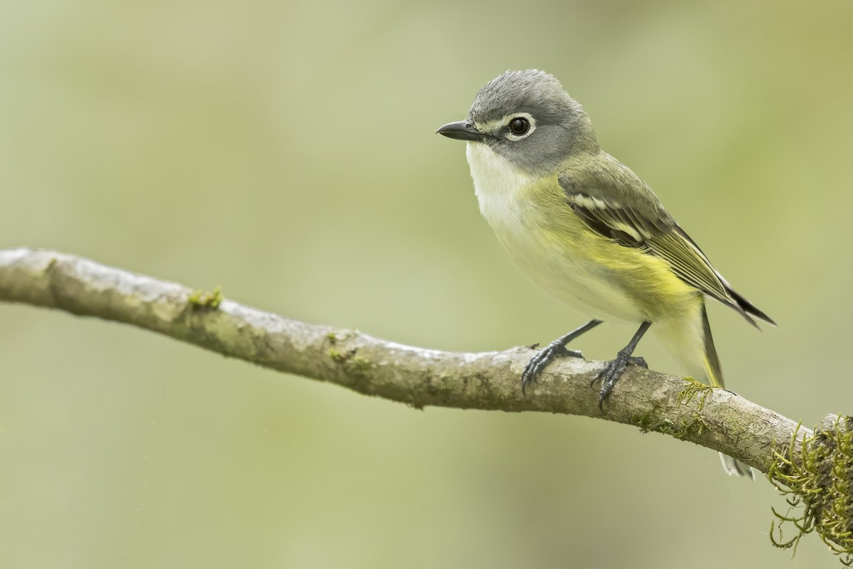 Blue-headed Vireo - ML627995938