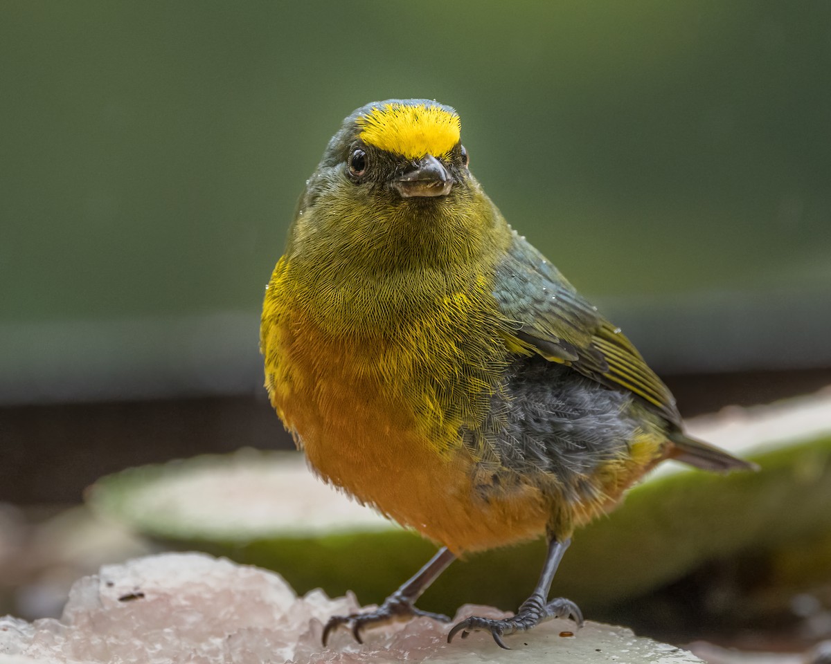 Olive-backed Euphonia - ML627995939