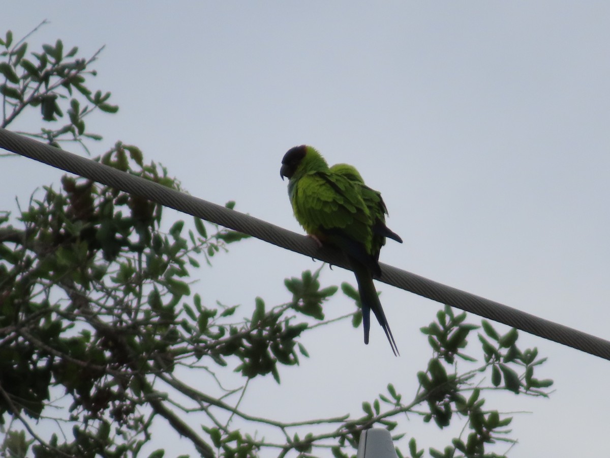 Nanday Parakeet - ML627995946