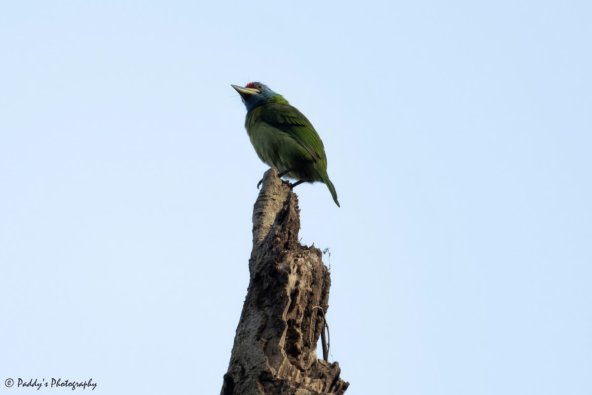 Blue-throated Barbet - ML627995955