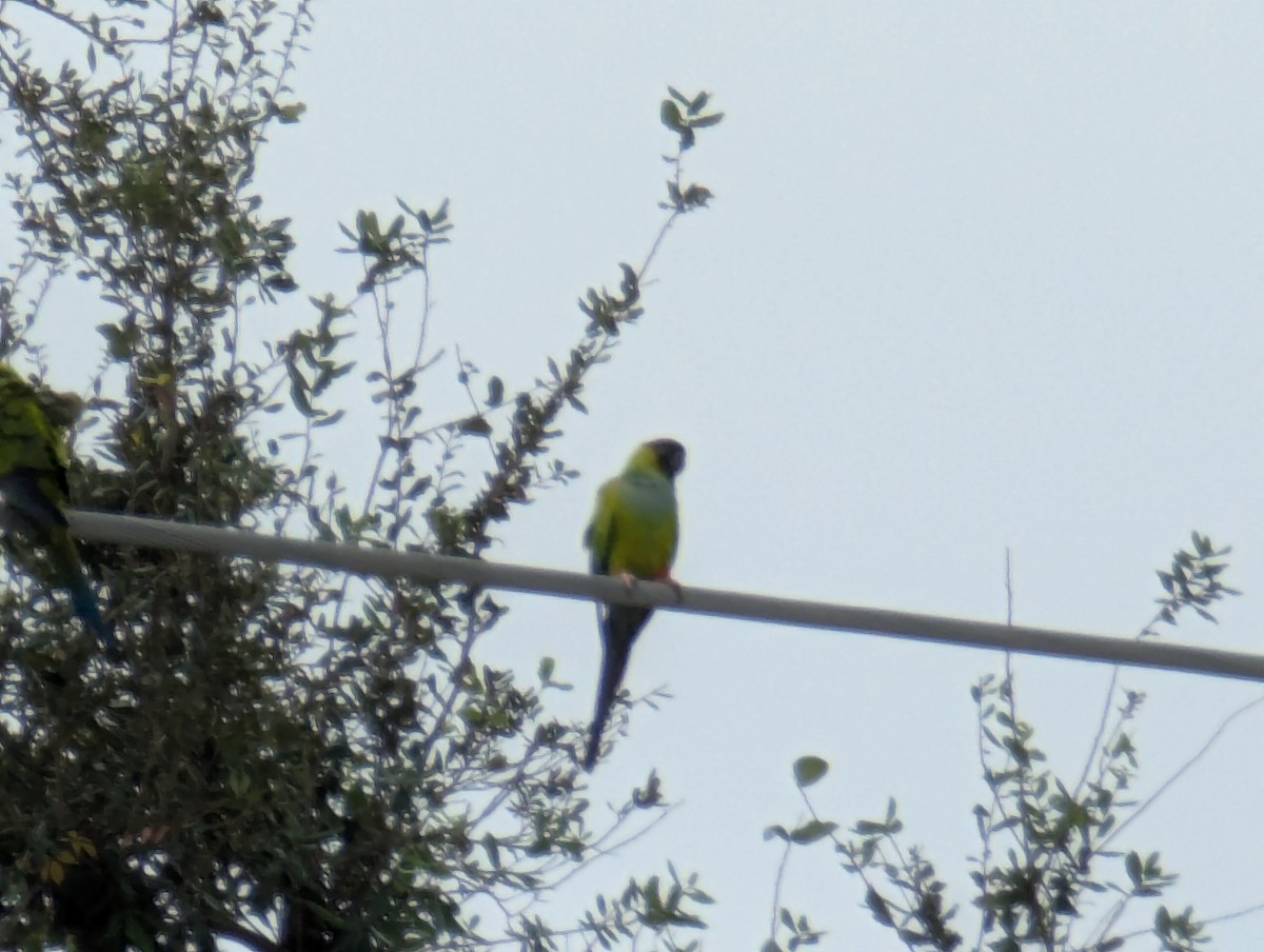 Nanday Parakeet - ML627995968