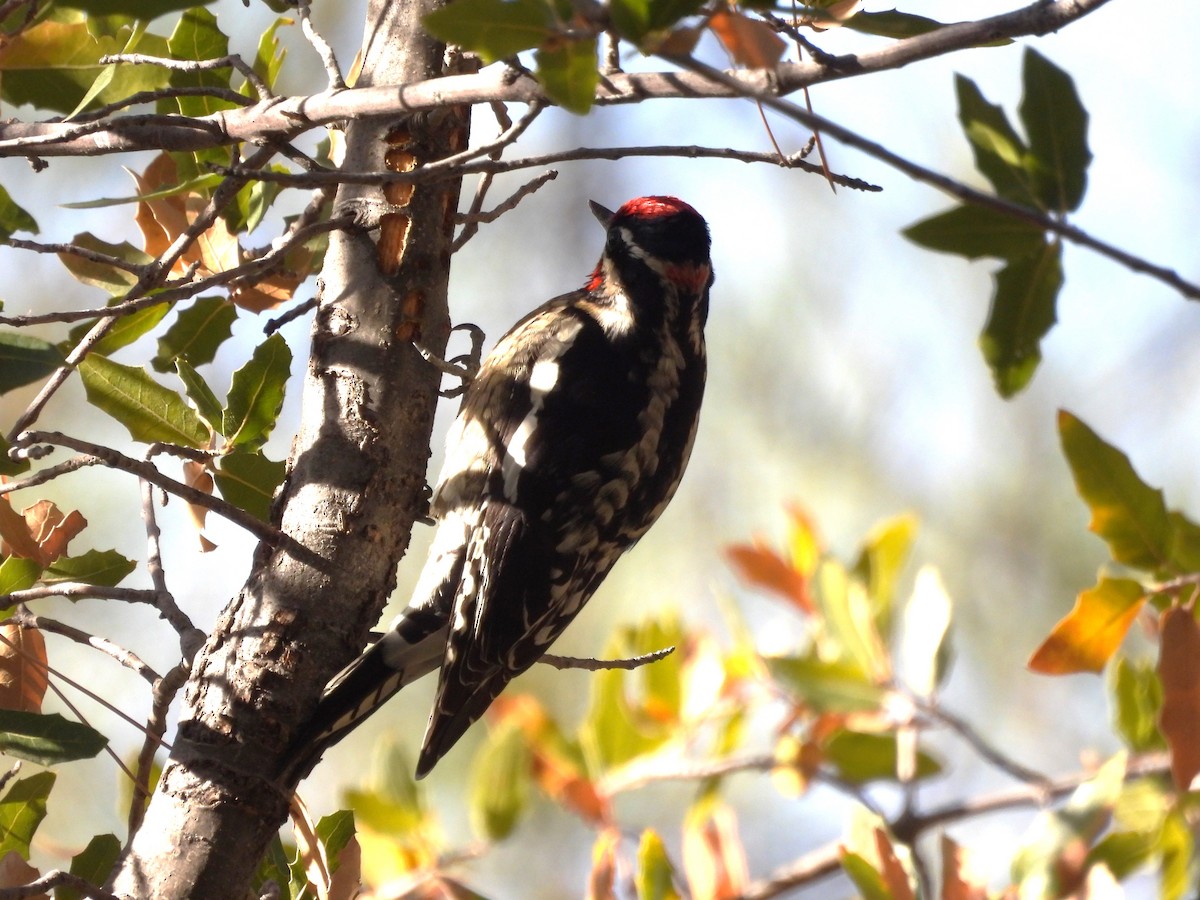 Red-naped Sapsucker - ML627995972