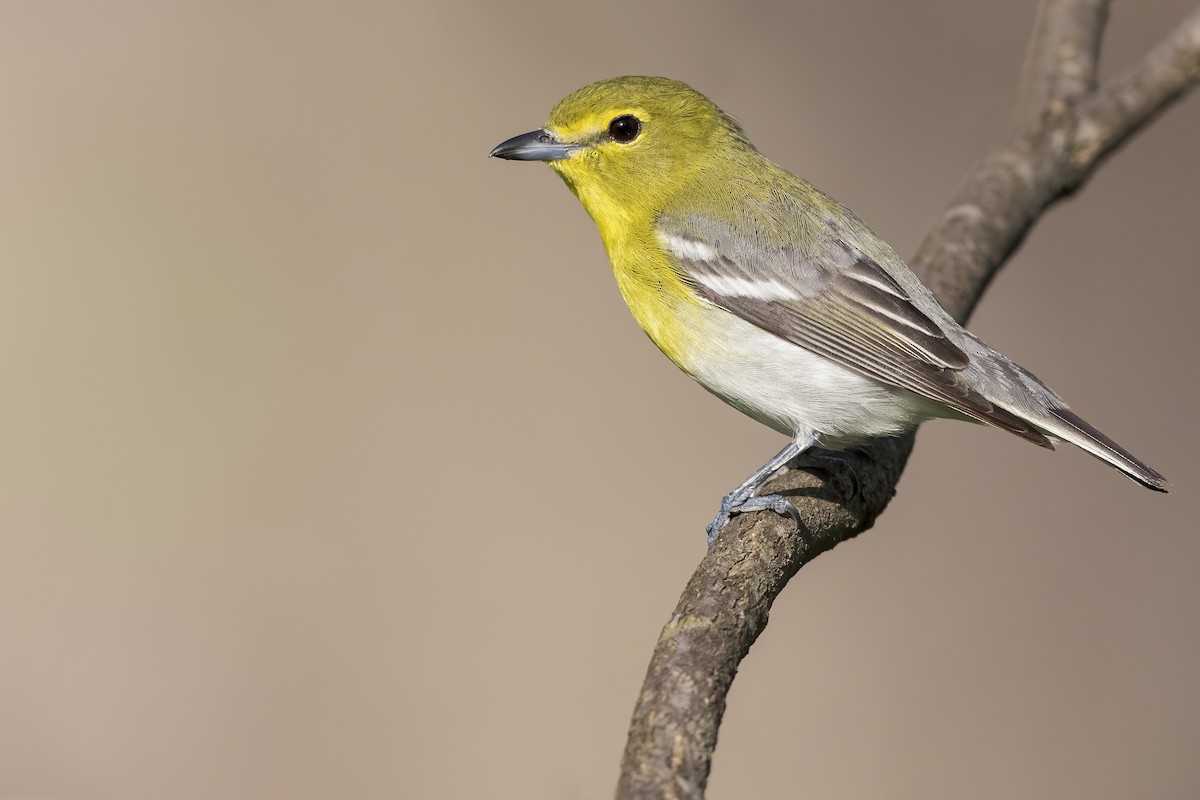 Yellow-throated Vireo - ML627995979