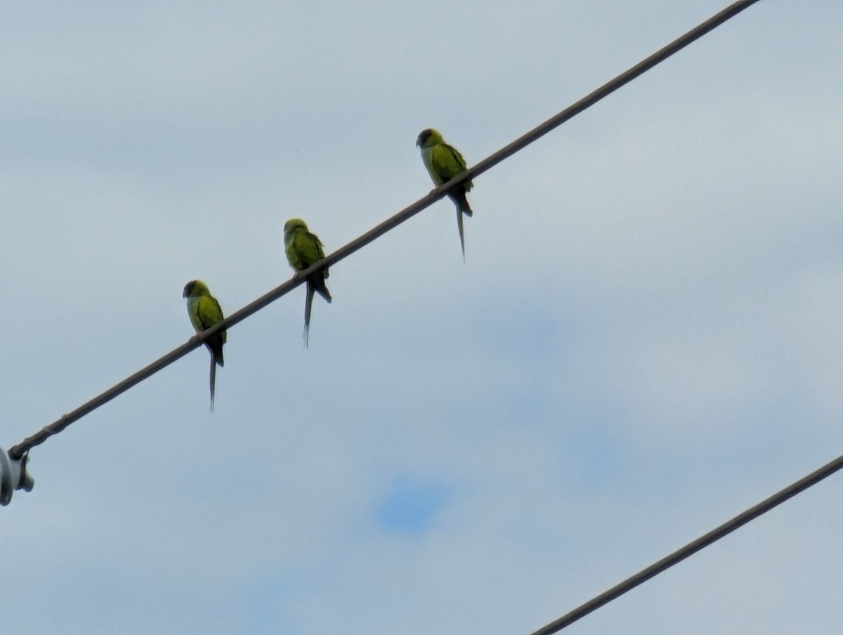 Nanday Parakeet - ML627995981