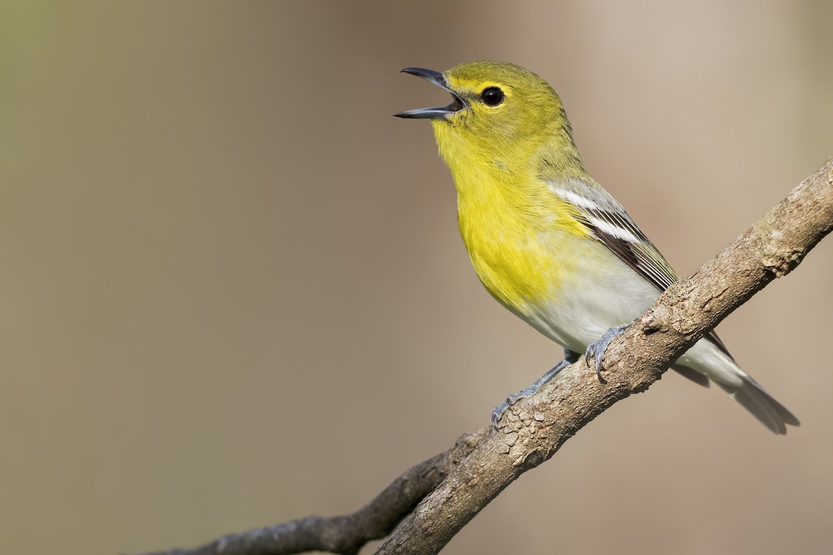 Yellow-throated Vireo - ML627995988