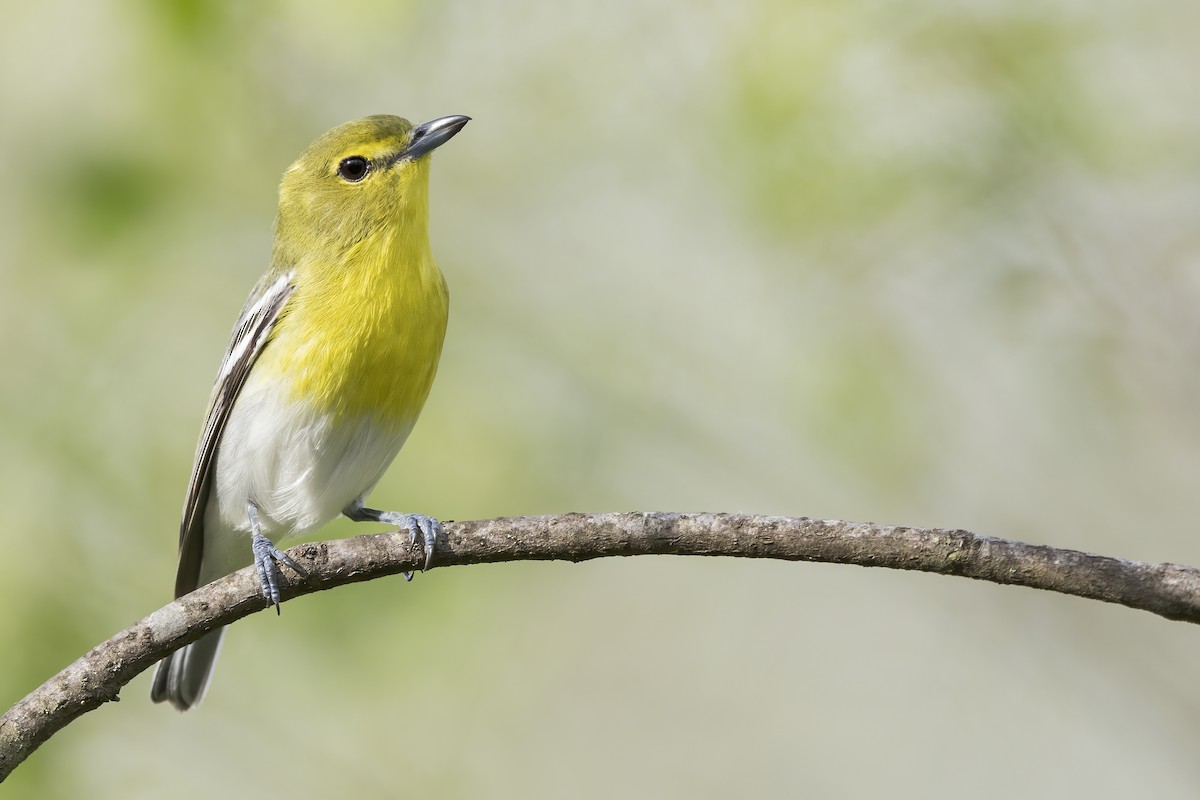 Yellow-throated Vireo - ML627996011