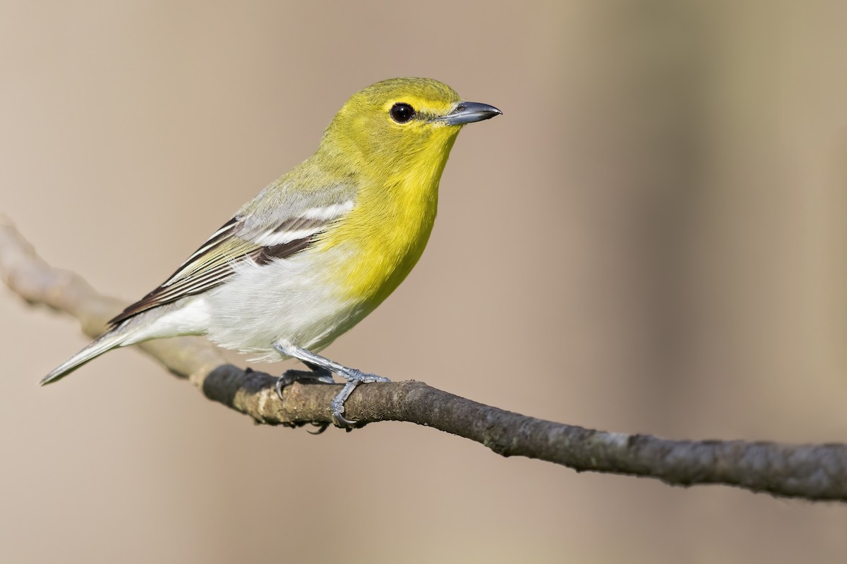 Yellow-throated Vireo - ML627996020