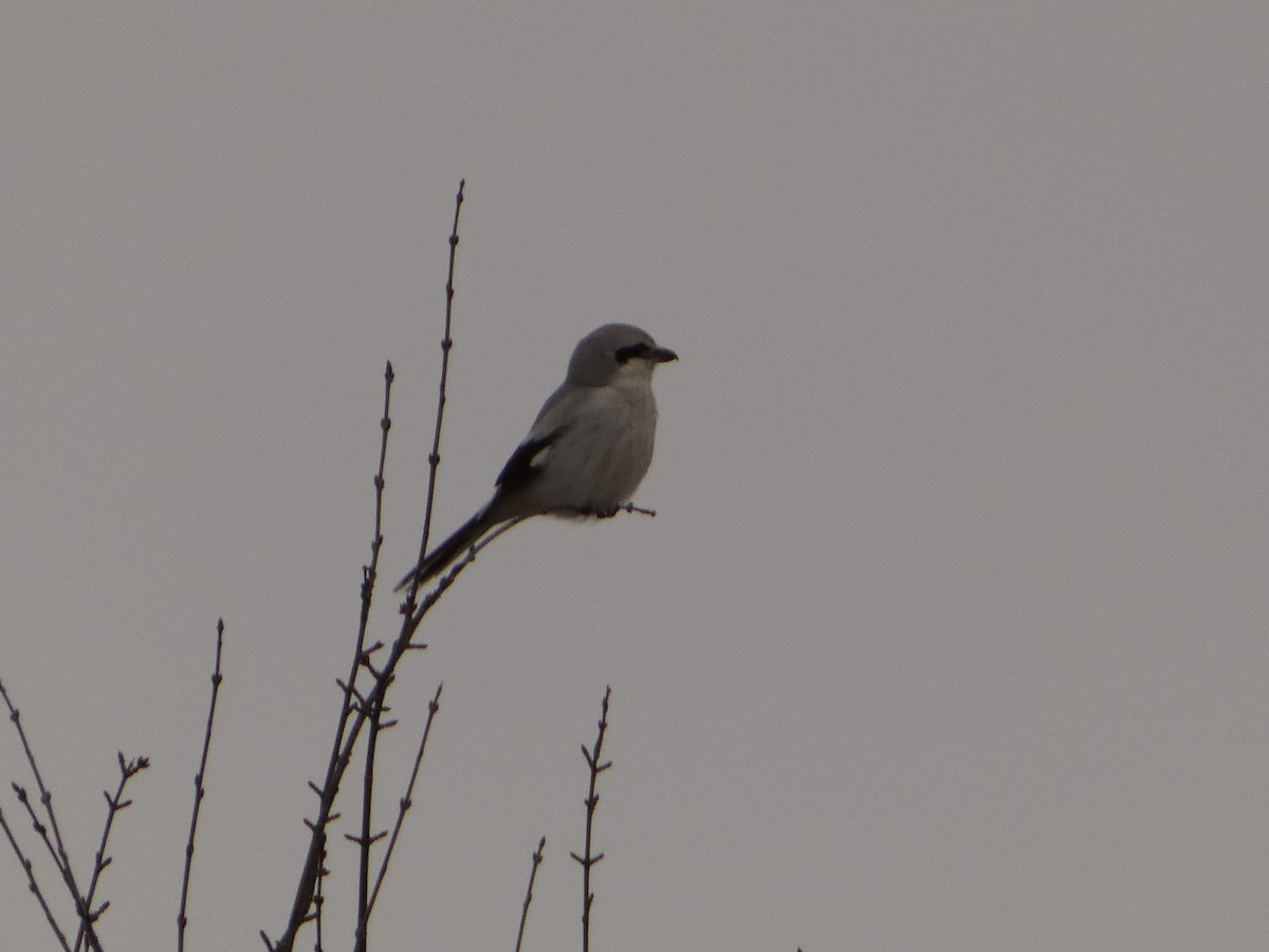 Northern Shrike - ML627996072