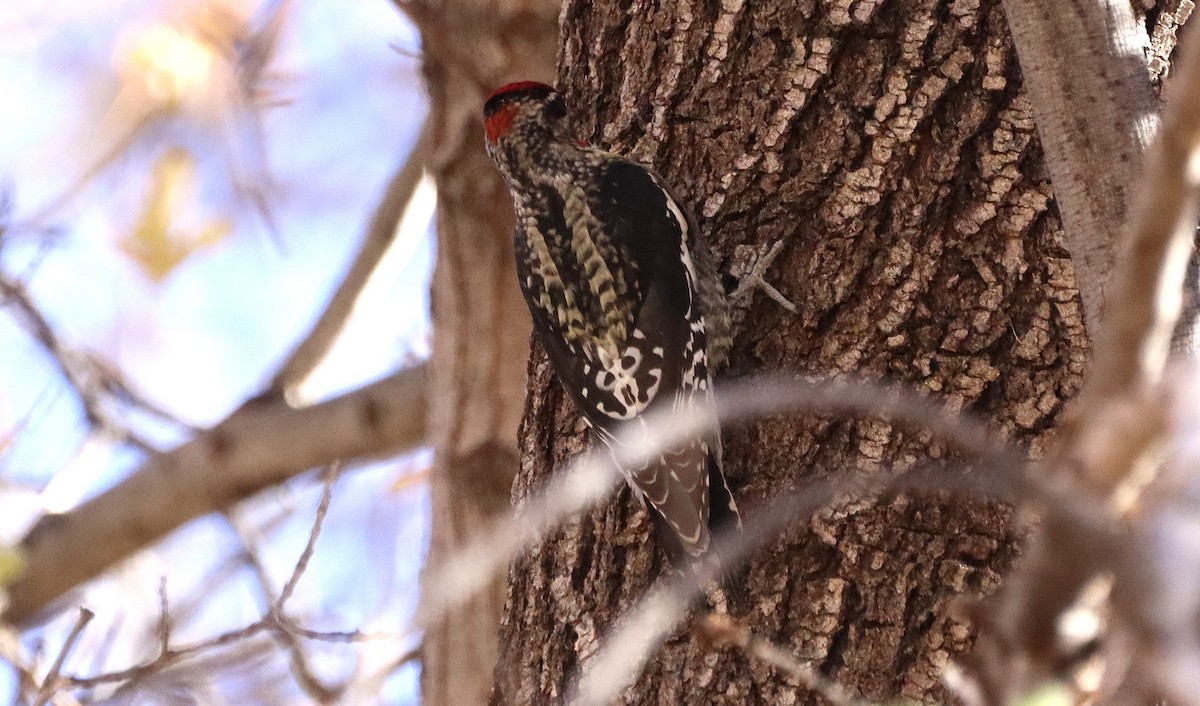 Red-naped Sapsucker - ML627996130