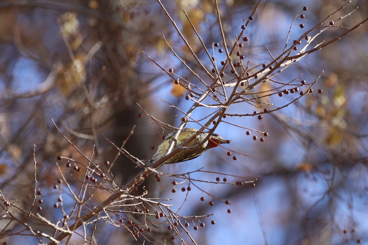 Red-naped Sapsucker - ML627996131