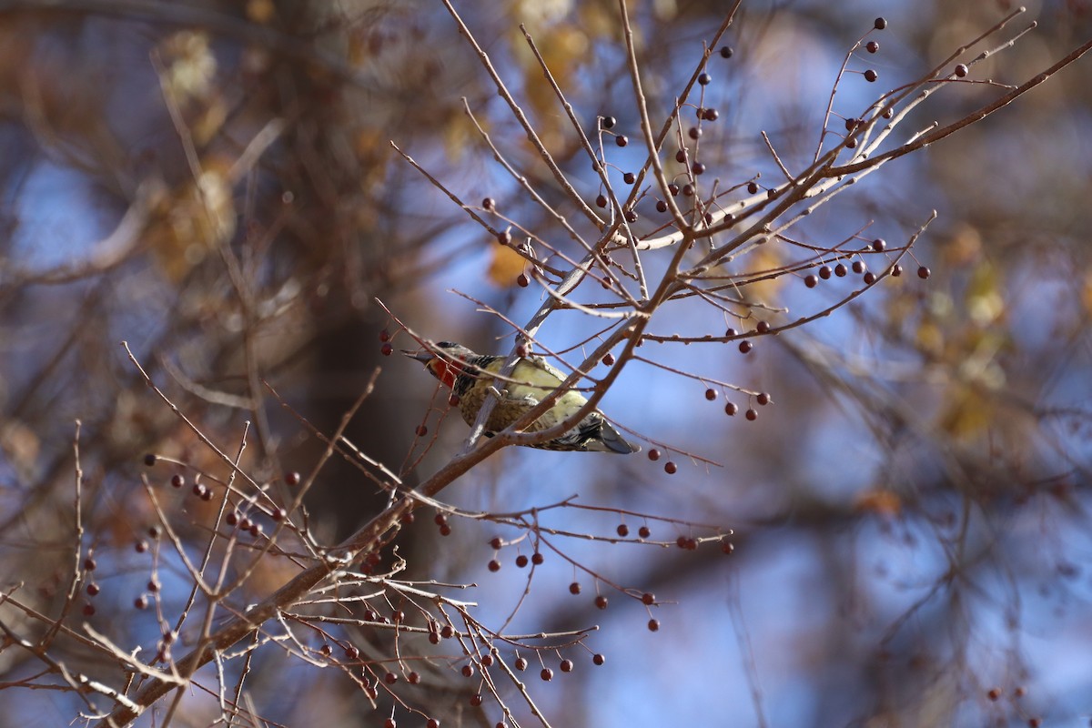 Red-naped Sapsucker - ML627996132