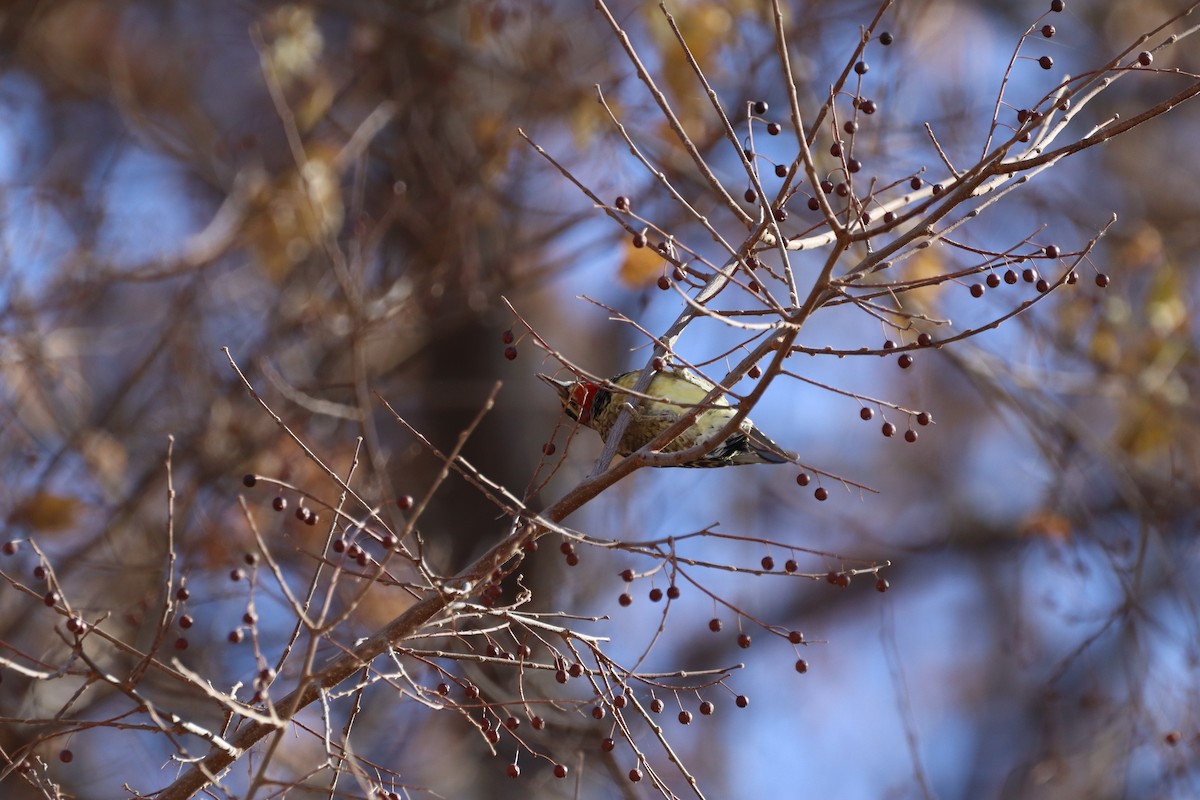 Red-naped Sapsucker - ML627996133