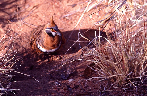 Spinifex Pigeon - ML627996161