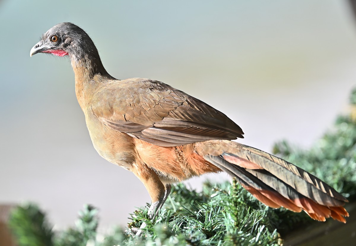 Rufous-vented Chachalaca (Rufous-tipped) - ML627996185