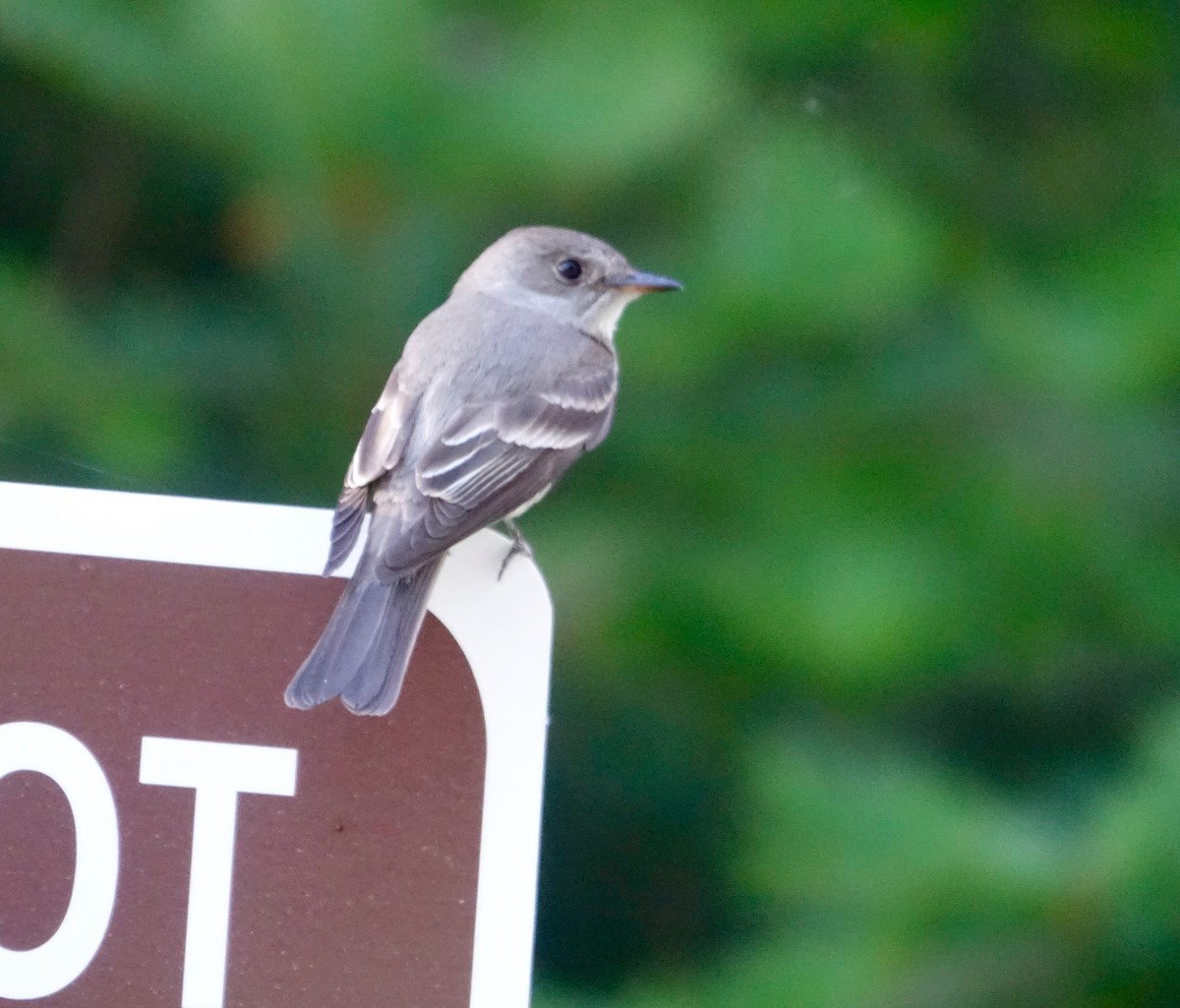 Western Wood-Pewee - ML627996190