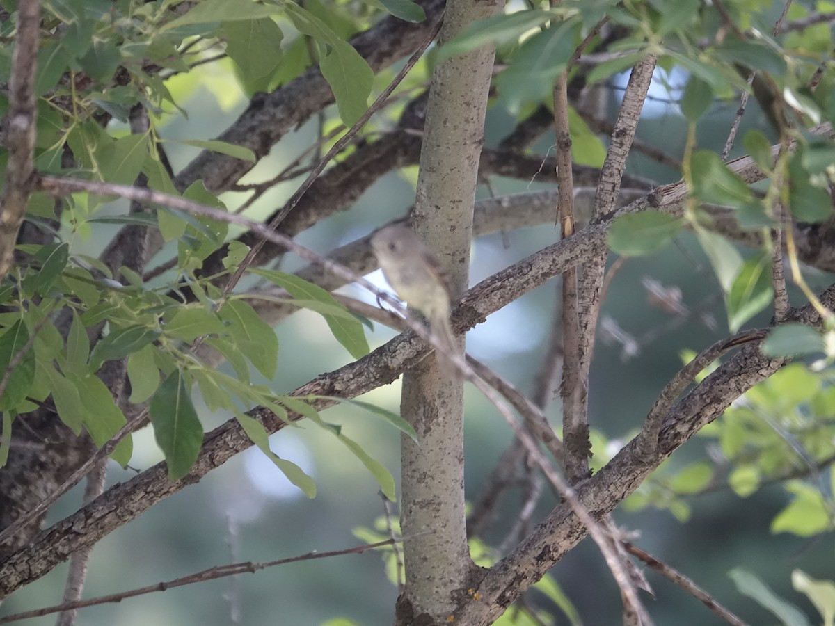 Western Wood-Pewee - ML627996207