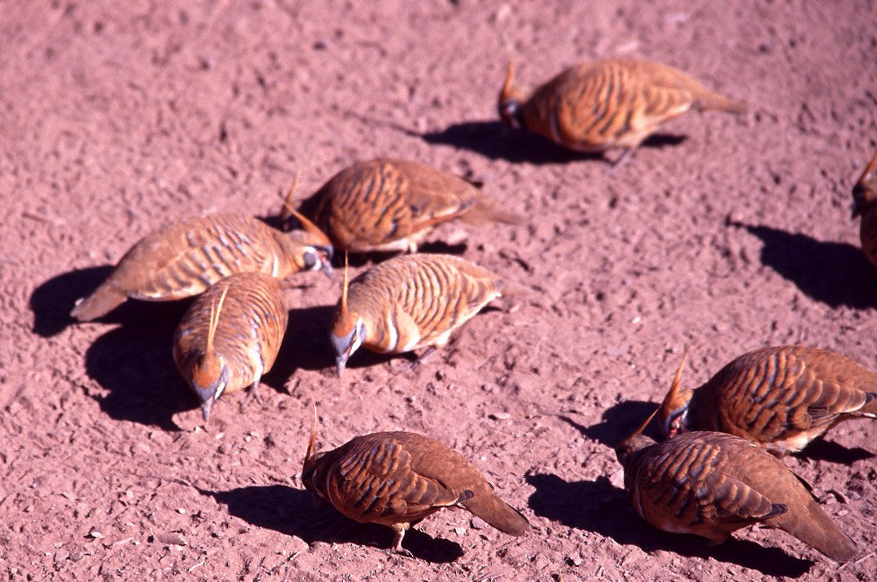 Spinifex Pigeon - ML627996213