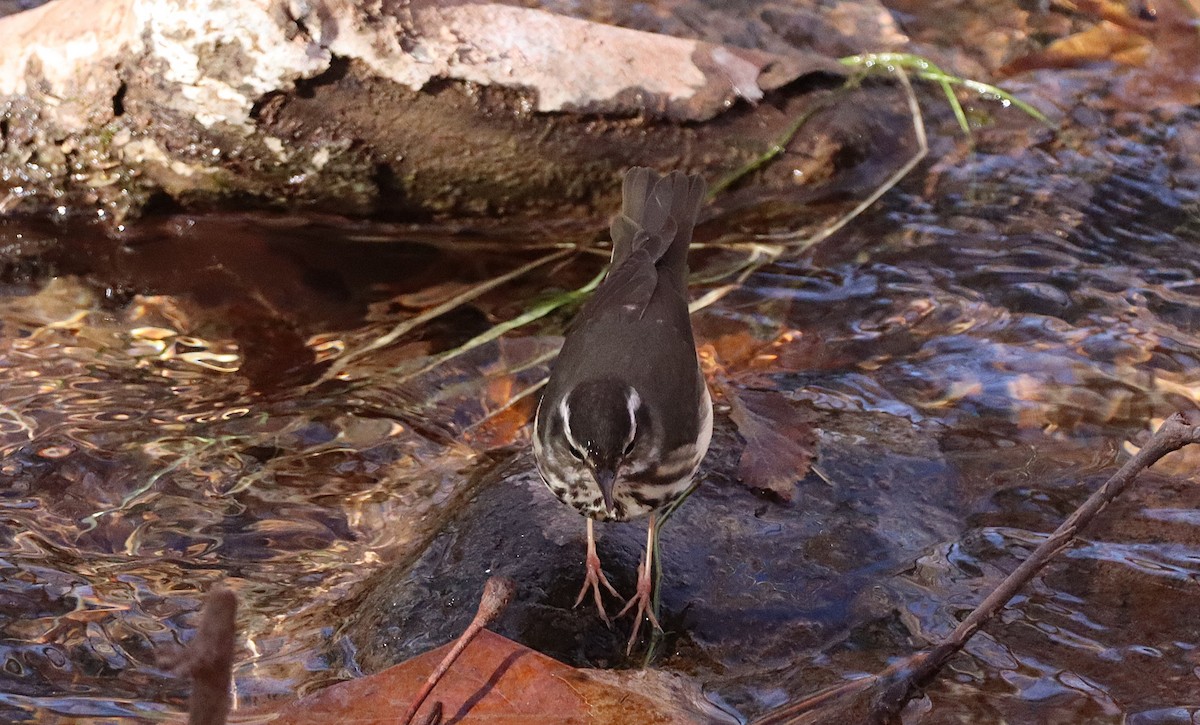 Stelzenwaldsänger - ML627996332