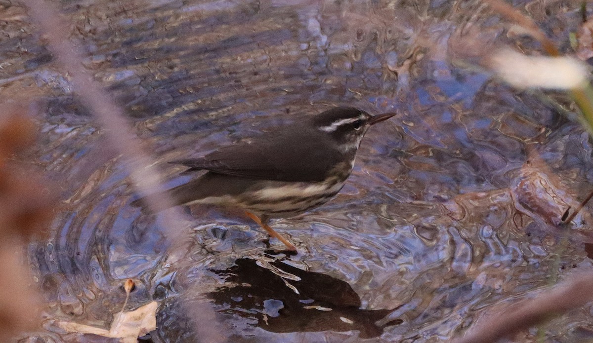 Stelzenwaldsänger - ML627996333