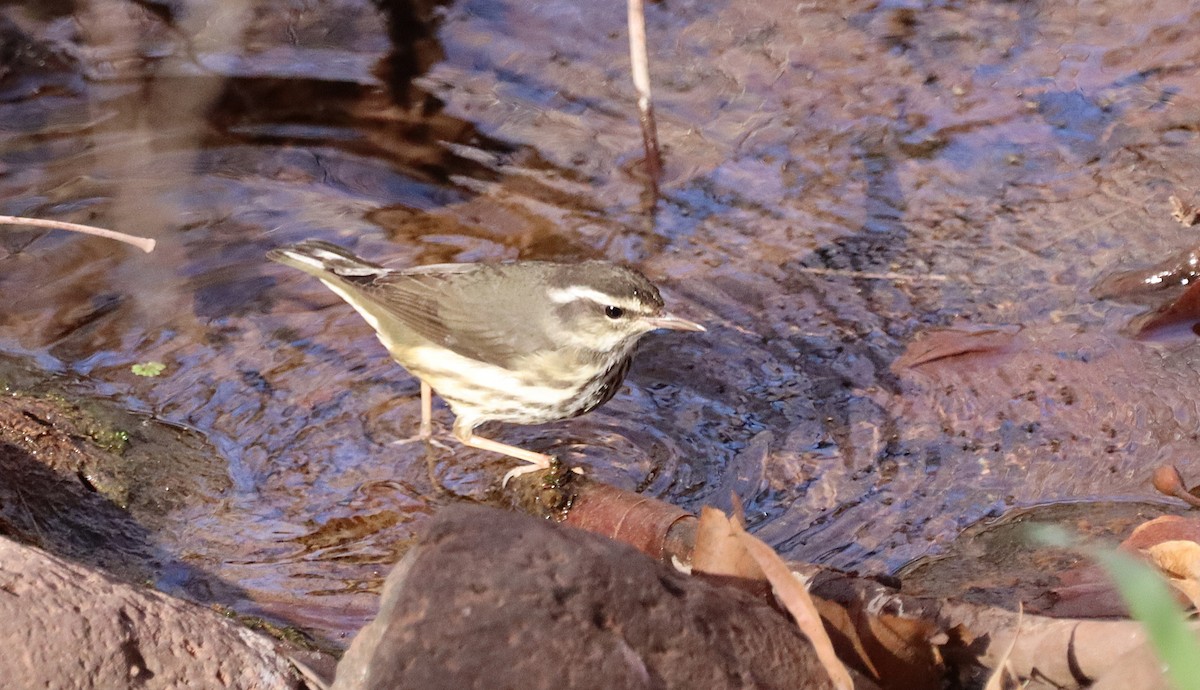 Stelzenwaldsänger - ML627996334