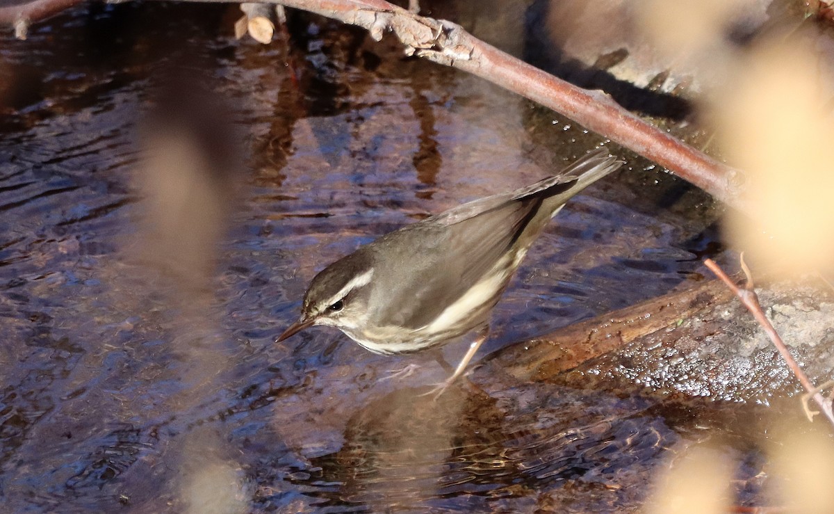 Stelzenwaldsänger - ML627996335