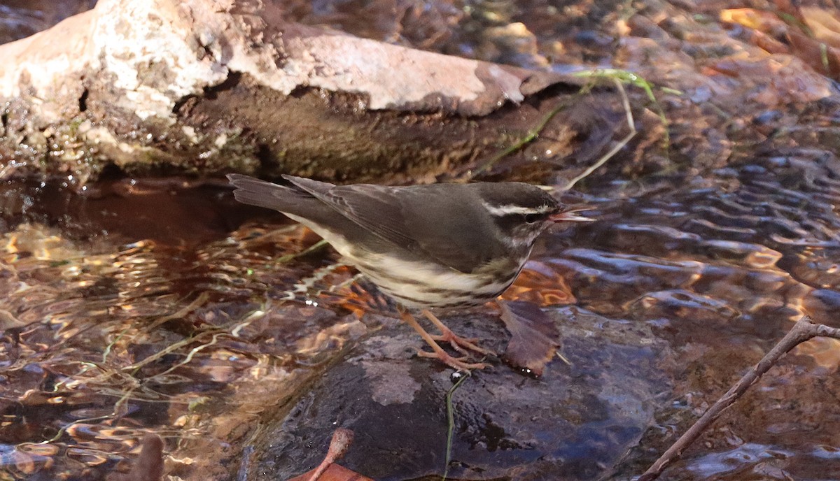 Stelzenwaldsänger - ML627996336