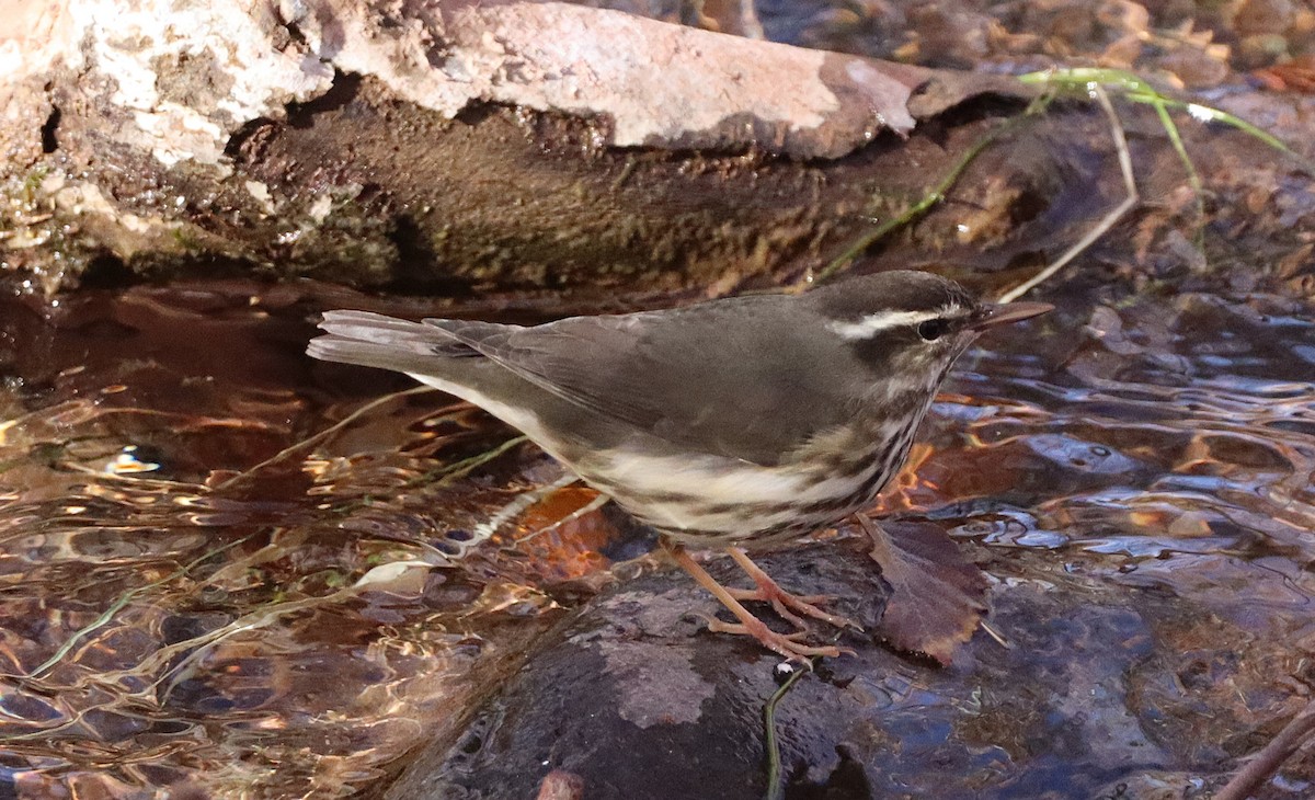 Stelzenwaldsänger - ML627996337