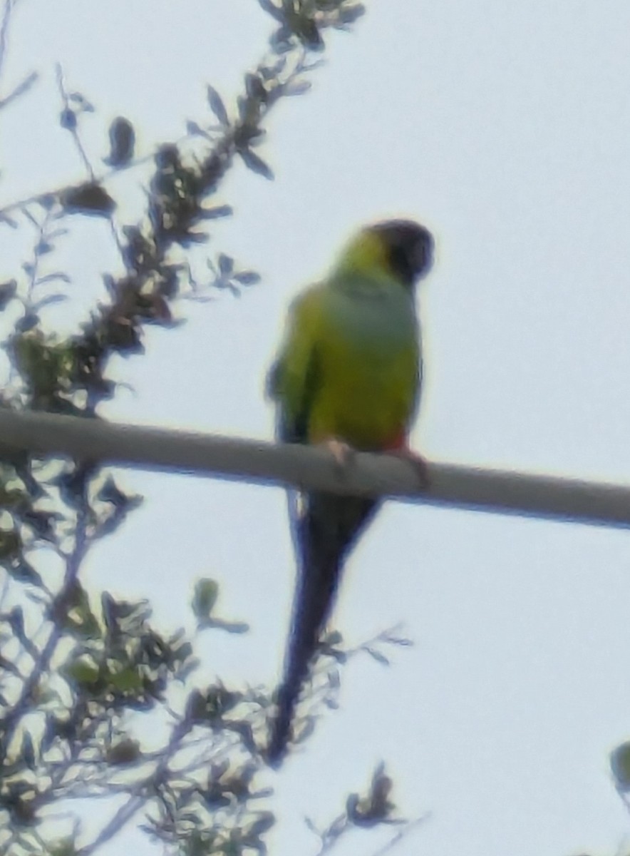 Nanday Parakeet - ML627996372