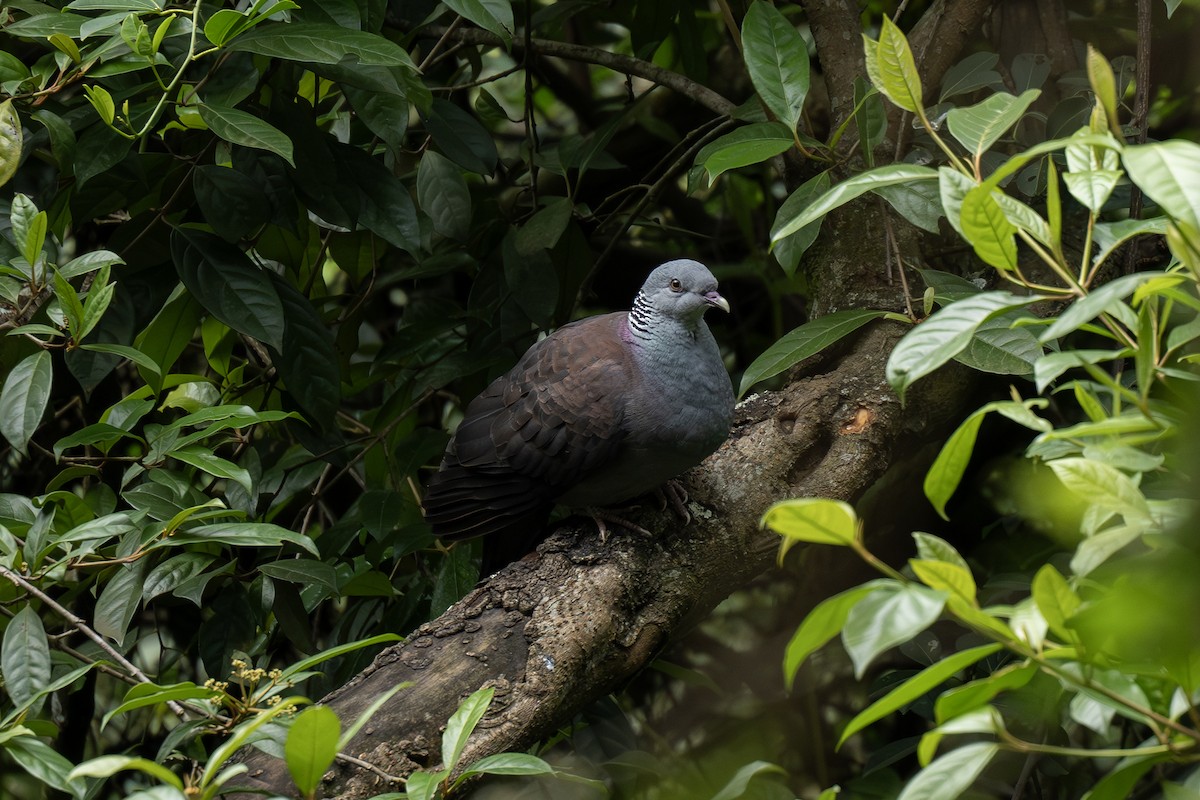 Nilgiri Wood-Pigeon - ML627996434