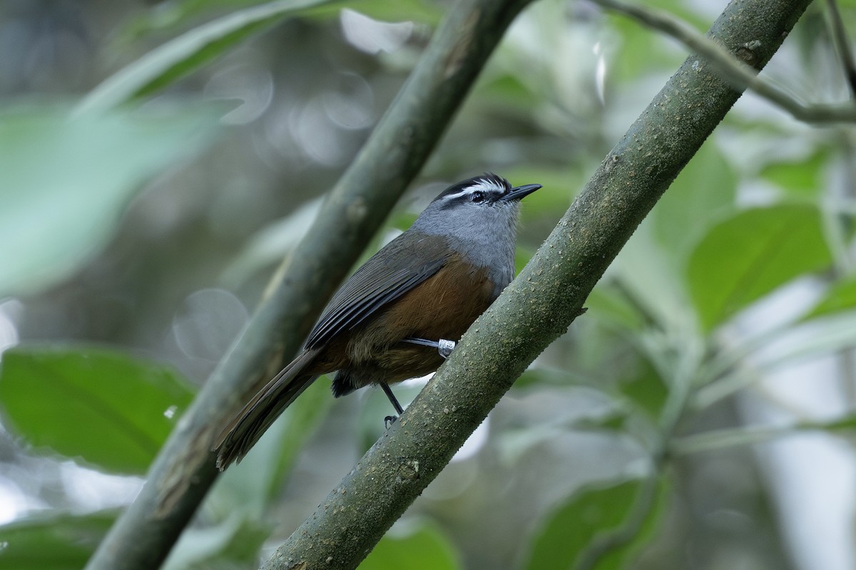 Palani Laughingthrush - ML627996439