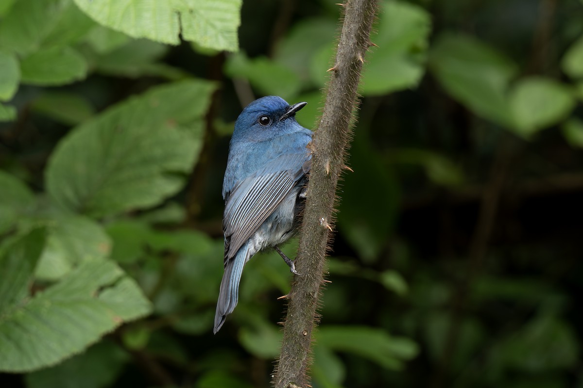 Nilgiri Flycatcher - ML627996455