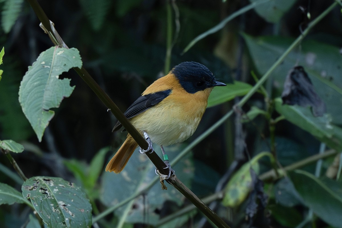 Black-and-orange Flycatcher - ML627996458