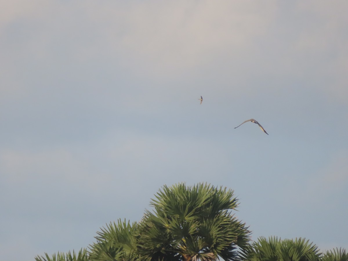 Pallid Harrier - ML627996459