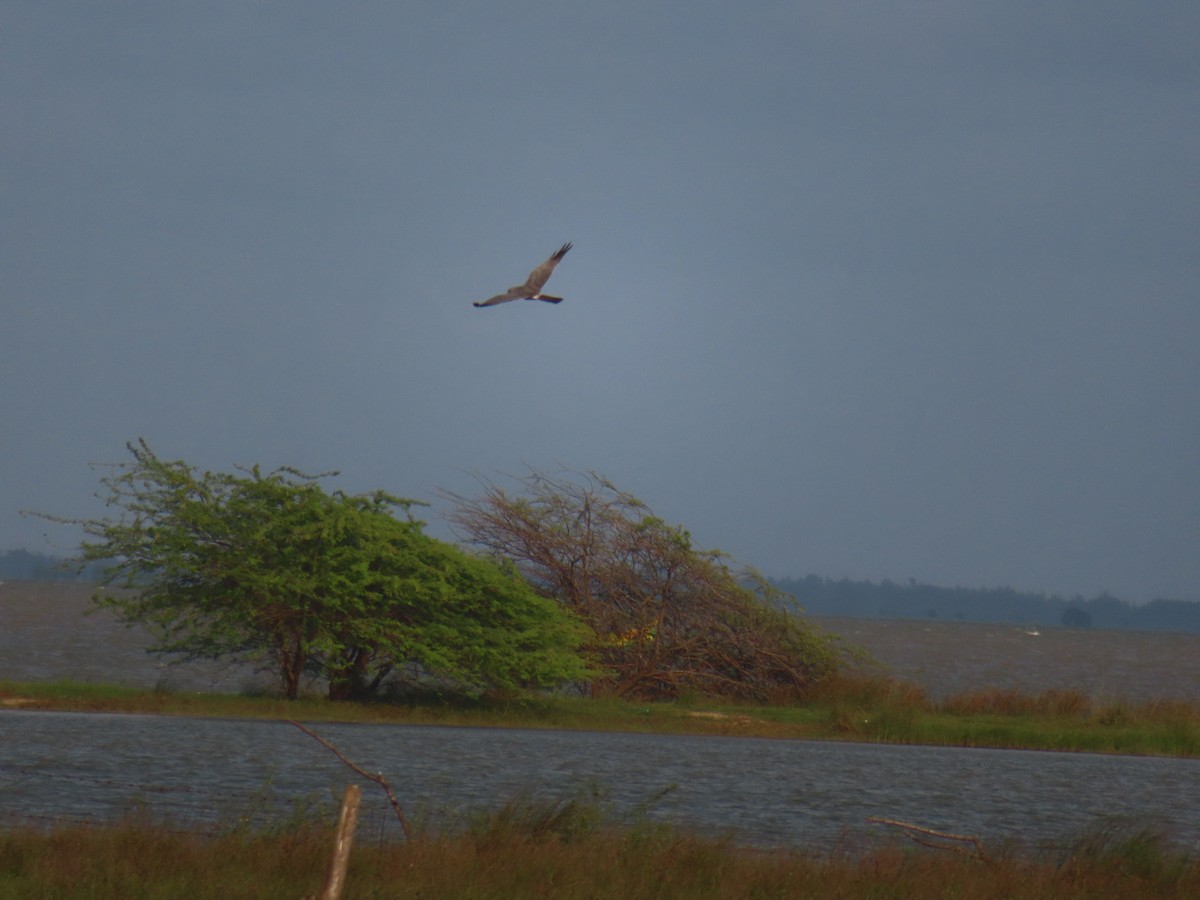 Pallid Harrier - ML627996460