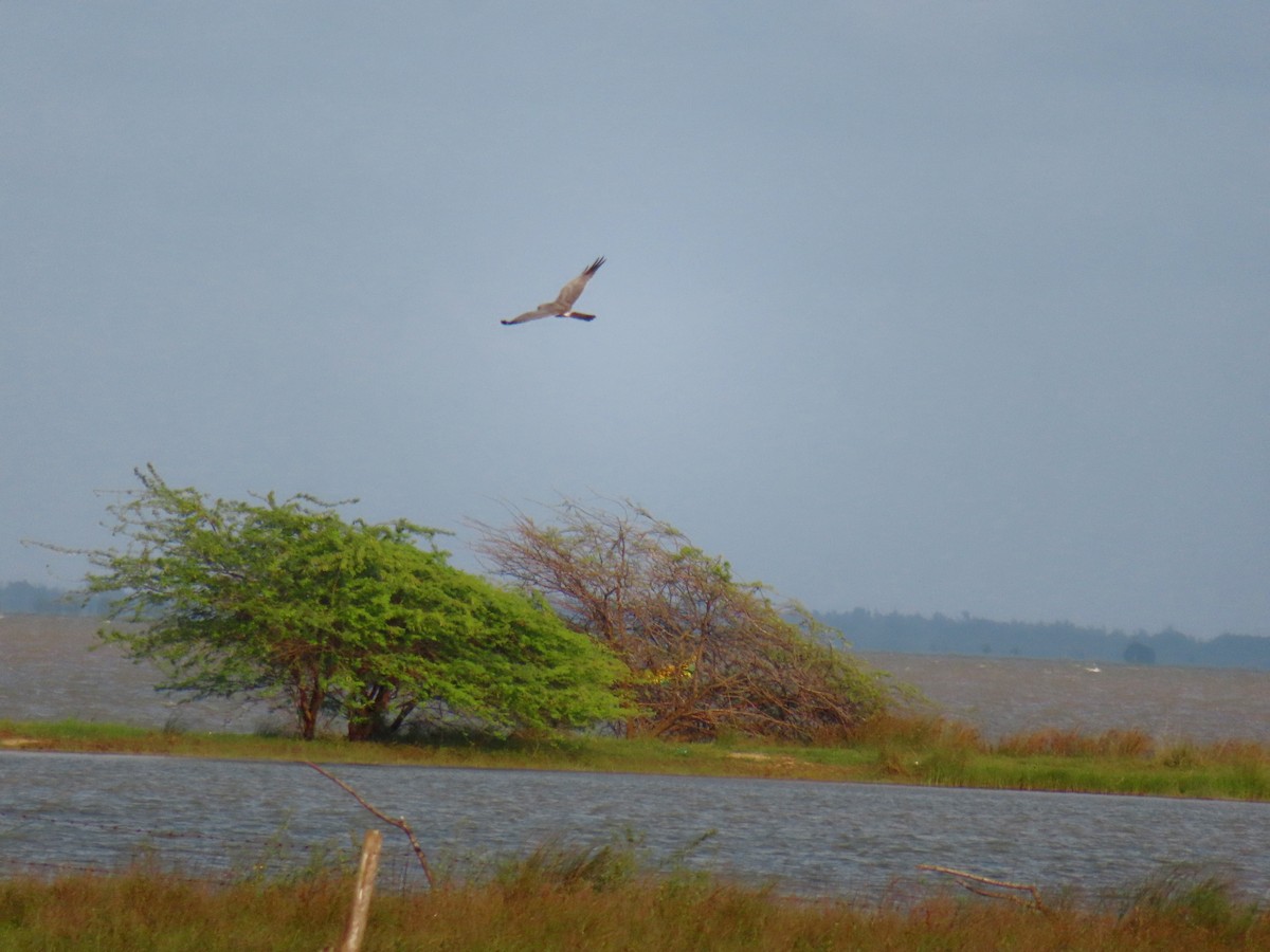 Pallid Harrier - ML627996461