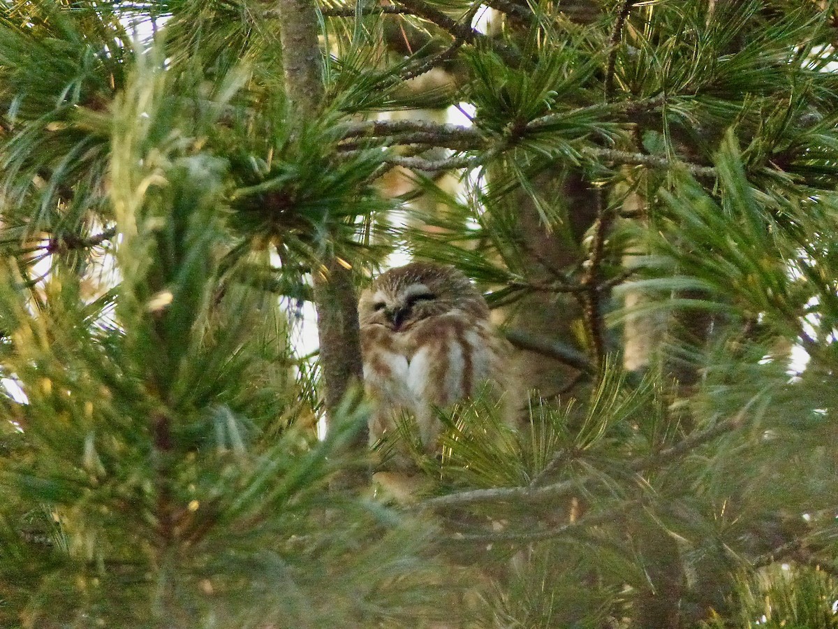 Northern Saw-whet Owl - ML627996478