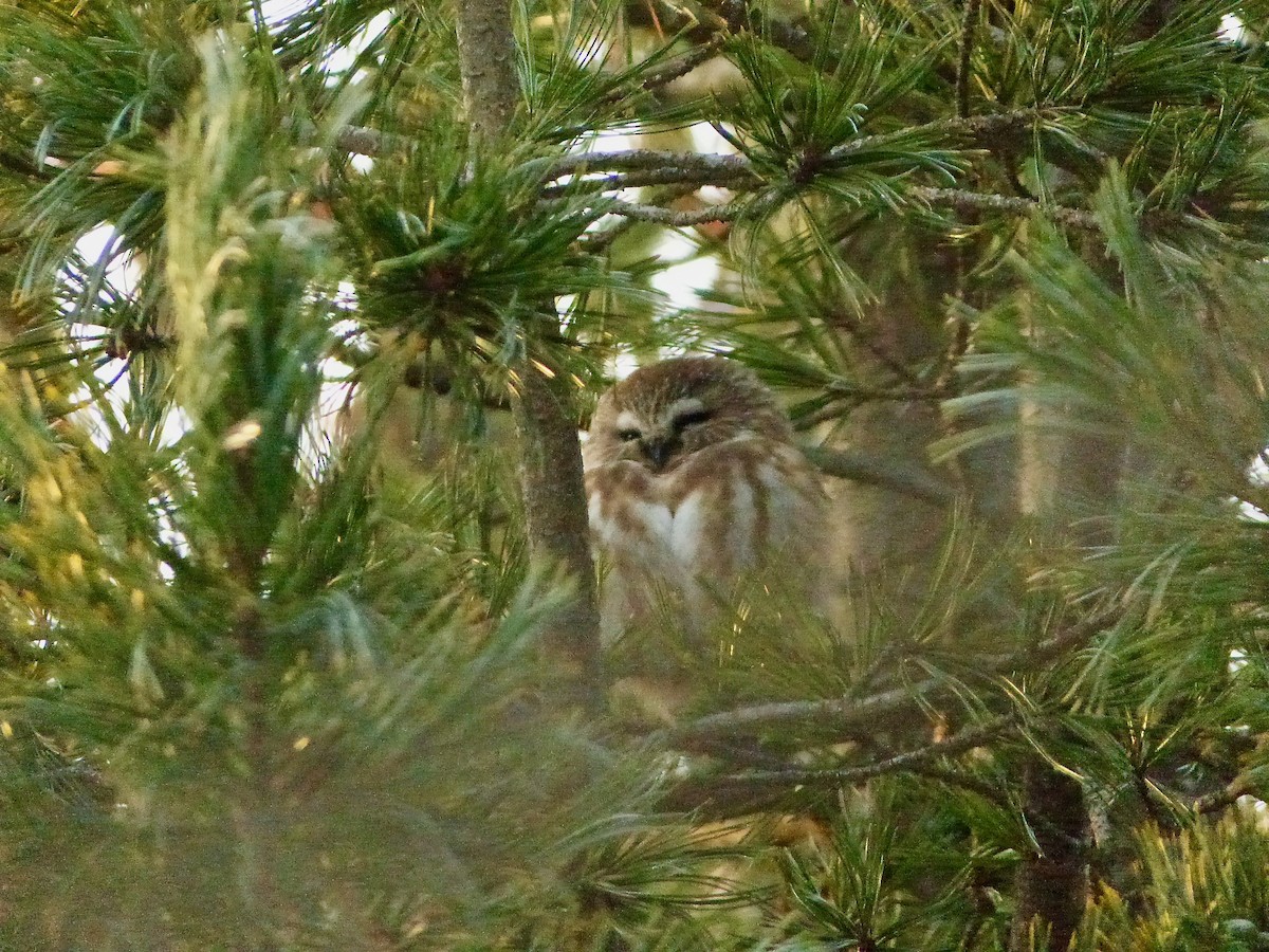 Northern Saw-whet Owl - ML627996479