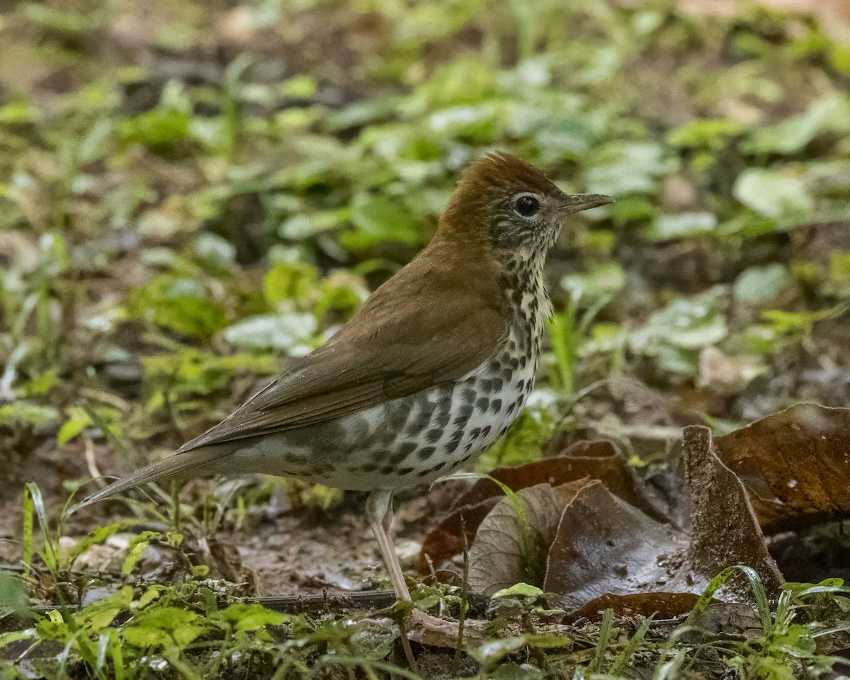 Wood Thrush - ML627996501