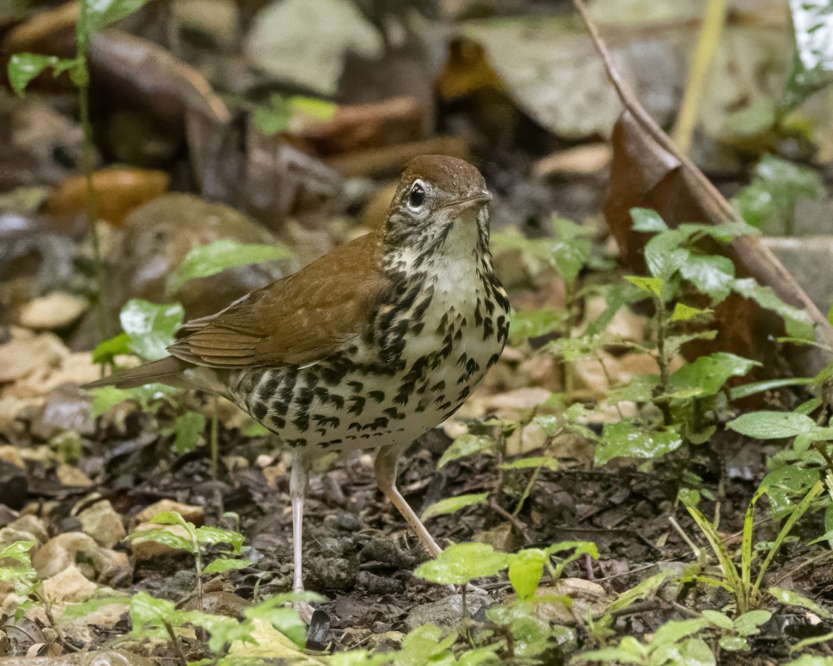 Wood Thrush - ML627996502