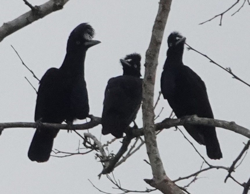 Amazonian Umbrellabird - ML627996527