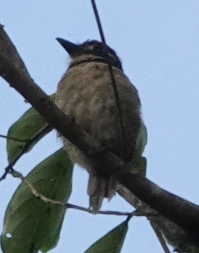 Chestnut-capped Puffbird - ML627996553