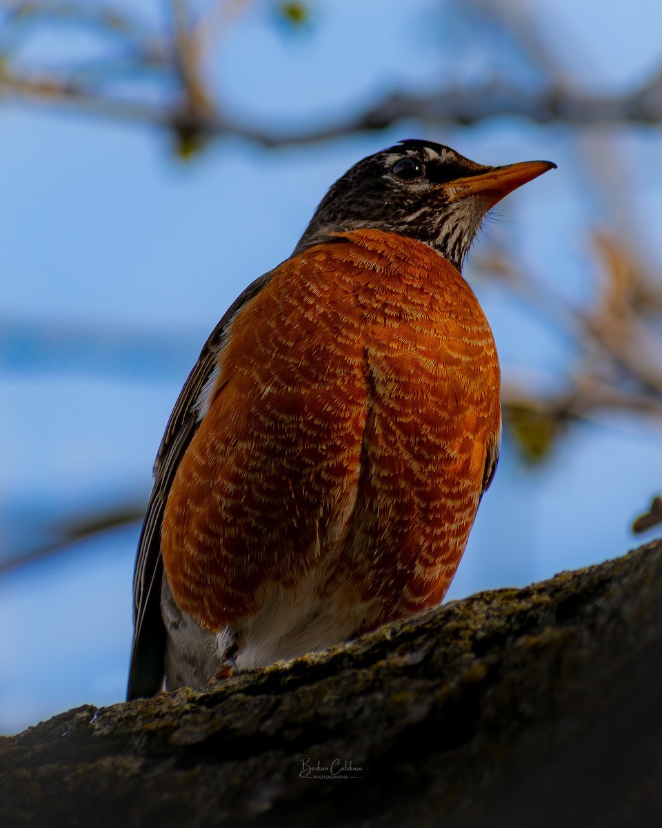 American Robin - ML627996560