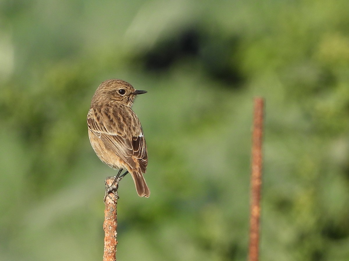 European Stonechat - ML627996572